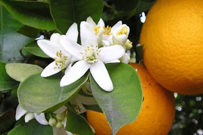 Orange blossoms on tree