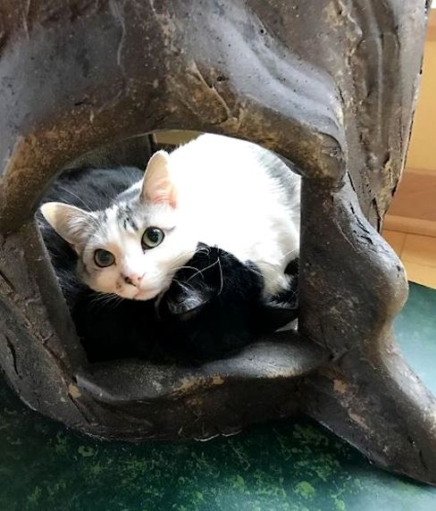 Wood Cat Tree