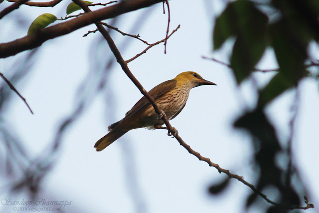 Golden Oriole female - BPS