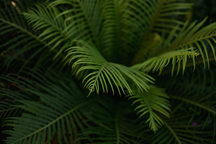 fern