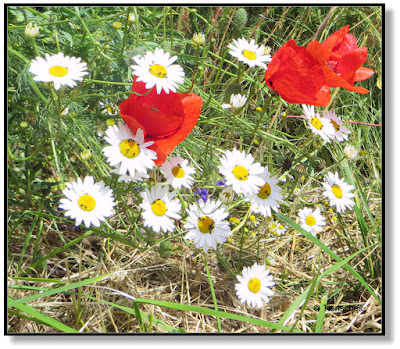 Kamille und Mohnblumen