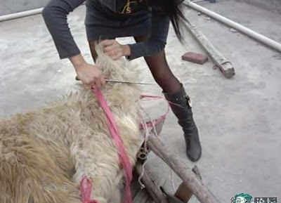 Traveled China: Beautiful girls, killing sheep