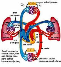 Cara Kerja Dan Fungsi Paru - Paru Manusia [ www.BlogApaAja.com ]