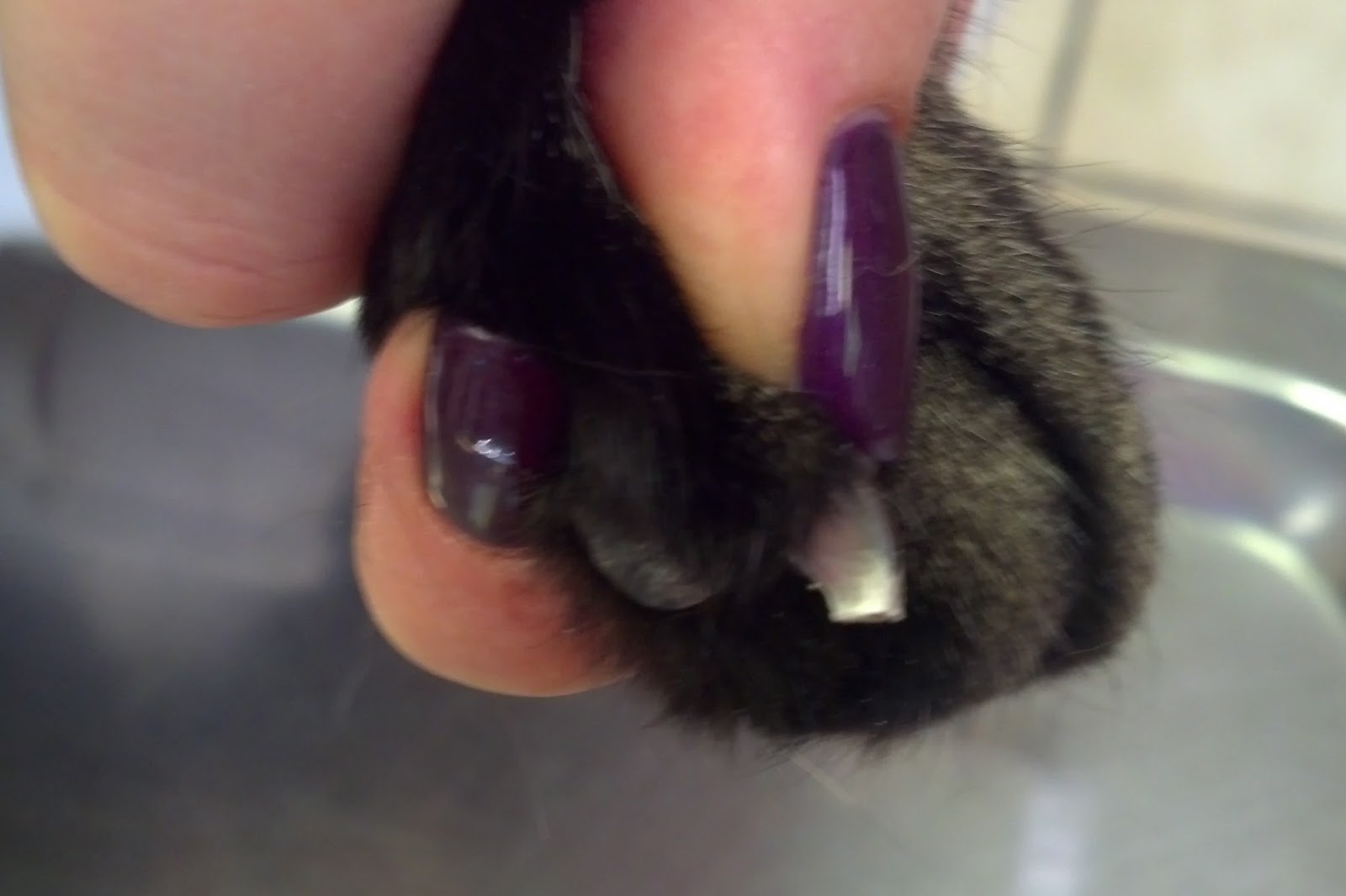 Pawsitively Cats: How to Trim Your Cat's Nails