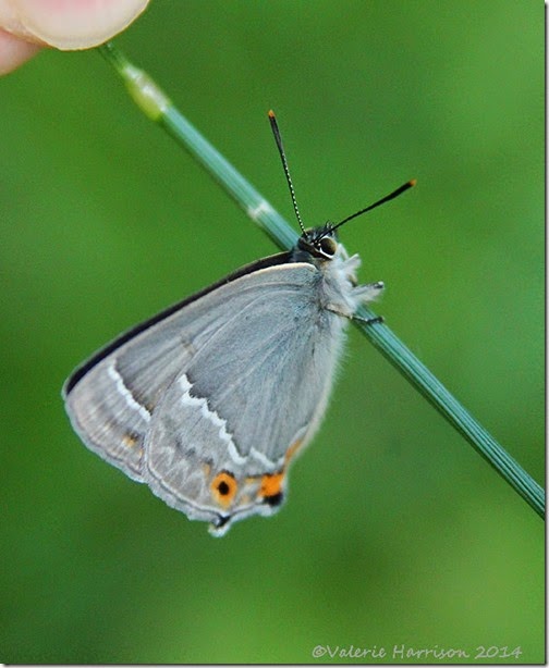 Purple-Hairstreak-3