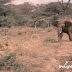 Video: Seekor Gajah Melawan dan Mengusir Singa