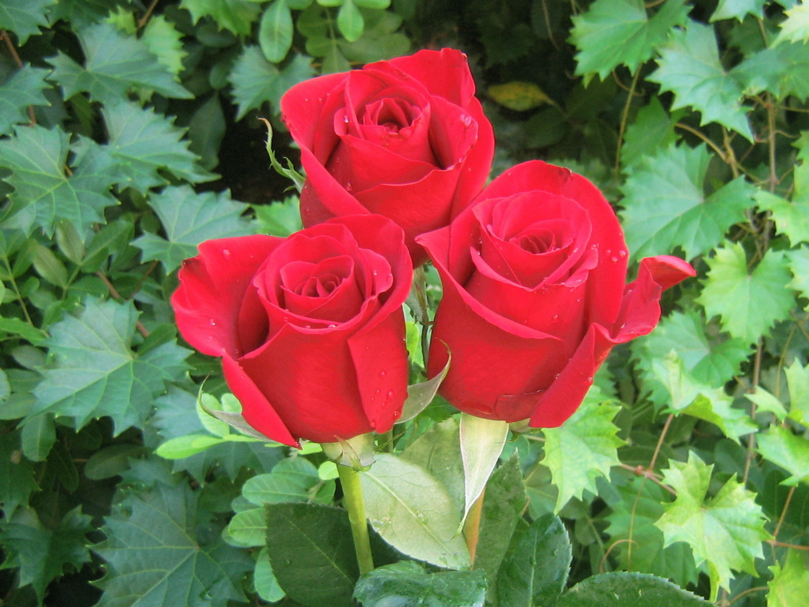 1600×1200 beautiful red rose wallpaper | See You More Pictures