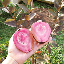 Pohon Bibit Jambu Australia Unggul