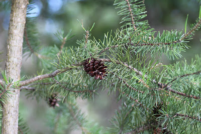 Pinus banksiana - Jack Pine care and cultivation