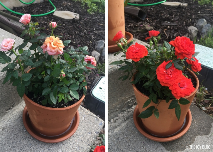 MIni-Roses // Garden Updates: Mid-Spring 2018 // www.thejoyblog.net