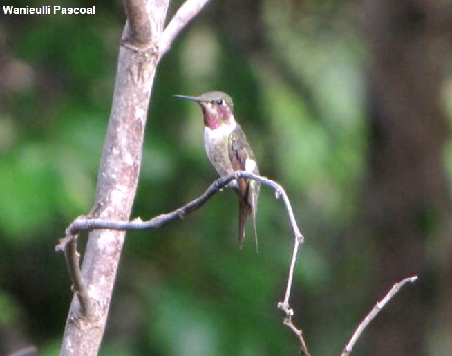 Conheca As 5 Menores Aves Do Brasil Natureza E Conservacao