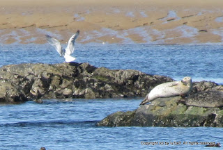 Harbor Seals