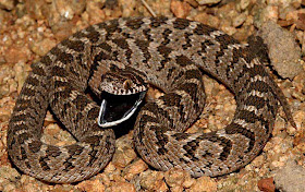 Serpiente comedora de huevos Dasypeltis scabra