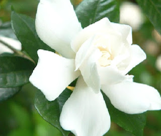Benefits of Jasmine Flowers for Health Body