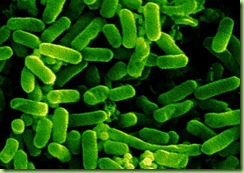 bacteris