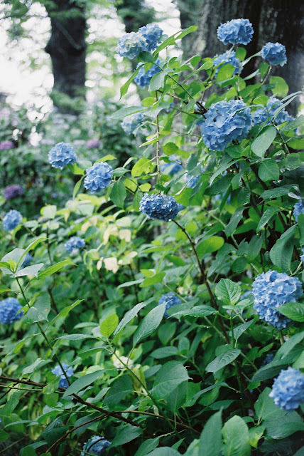 vivid blue hydrangeas