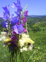 Blue flowers from everglade/ Flori albastre din poiana