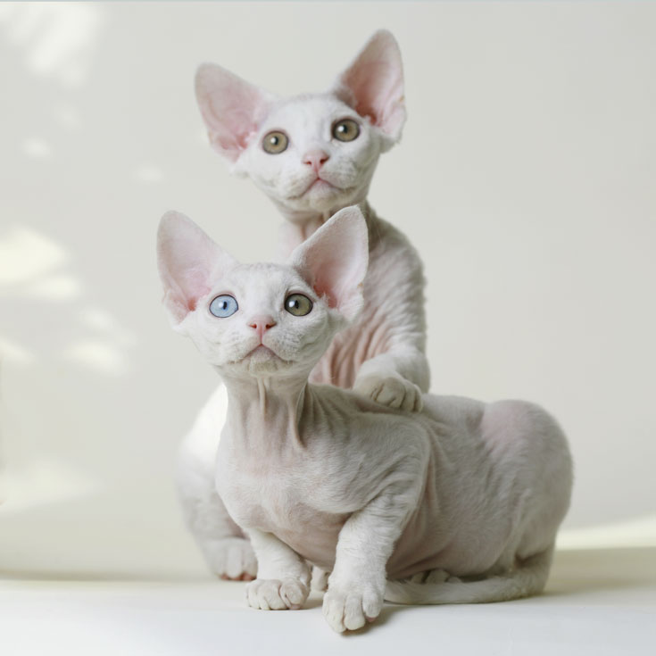  Devon Rex Cat  Breed Picture Picture Record