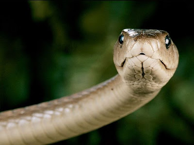 Black Mamba Snake