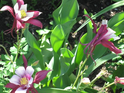 columbine