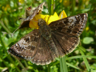 Dingy Skipper (2020)