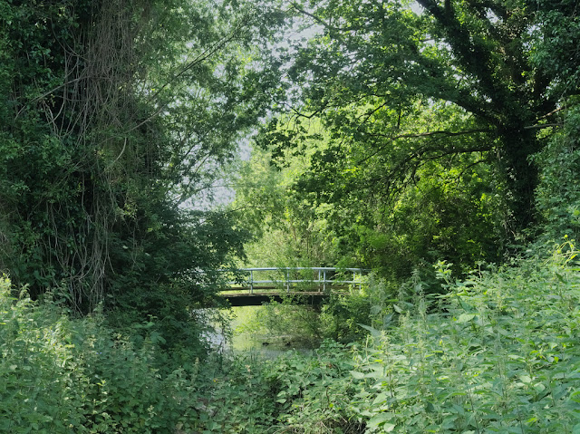 Bridge over spur of Dickerson's Pit surrounded by trees and vegetation