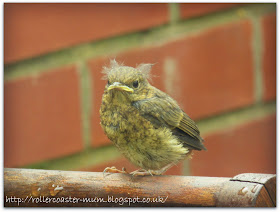 fluffy baby Blackbird