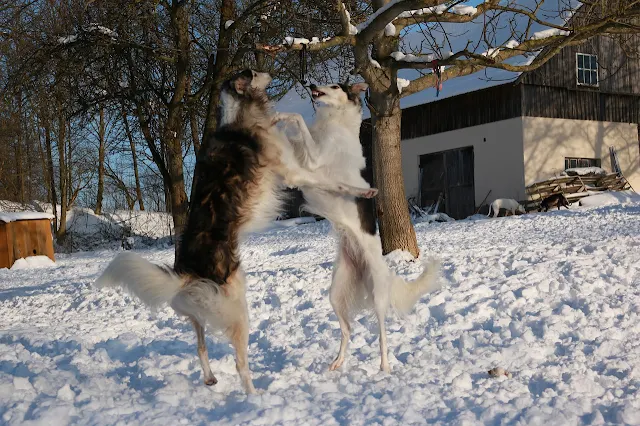 Borzoi