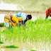 बरसात देखकर गाजीपुर के किसानों के चेहरे खिले, बोले- धान के लिए वरदान होगी बारिश