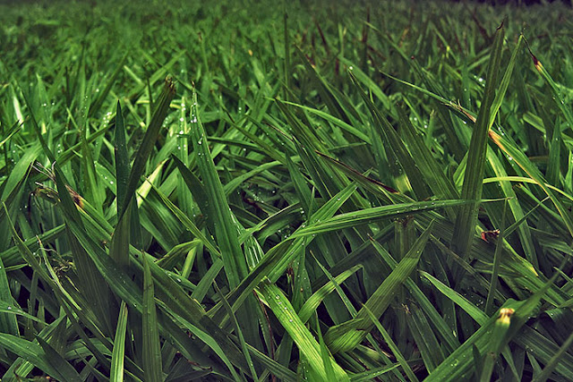 Green Grass in Home