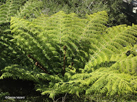 Fern fronds - Wellington Botanic Garden, New Zealand