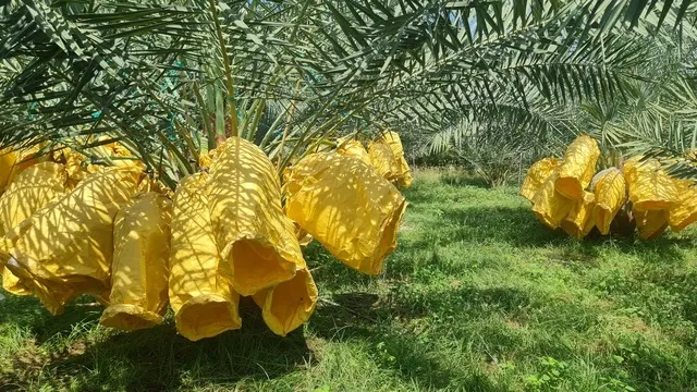 Vườn chà là sai trái của ông Tân nằm ở P.Tấn Tài, TP.Phan Rang - Tháp Chàm