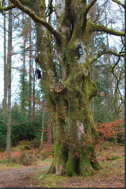 5-old-tree