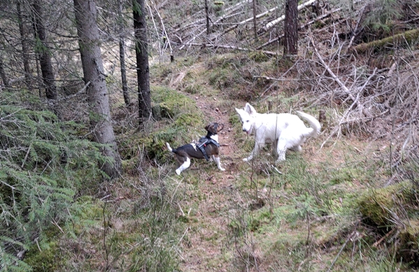 simarudkollen ådalen