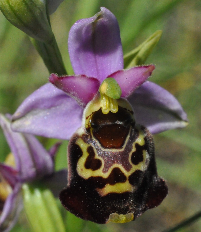 Orchidacée ophrys frelon