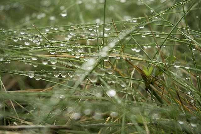 Hierba por la mañana con gotas de rocío.