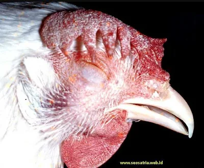 Cara Mengobati Ayam Ngorok Tak Kunjung Sembuh
