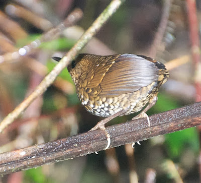 Pygmy Cupwing (Pnoepyga pusilla)