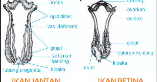 Gambar Bagian Reproduksi pada Ikan  Katak  Reptil Burung  