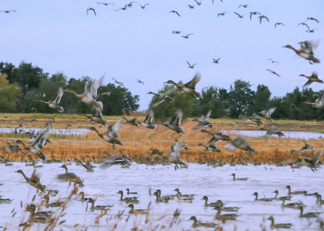 Pintail Ducks taking flight at Cosumnes River Preserve during Fall migration California