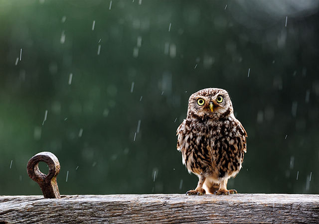 Singing in the rain