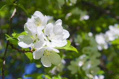 apple-flower-closeup