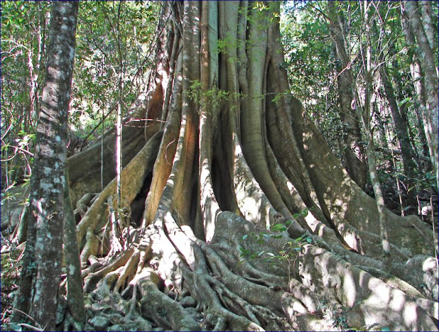 Beringin Elegan (Ficus Elegan) Besar di Alam liar