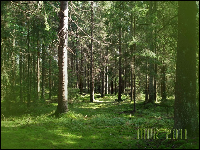 i-svampskogen