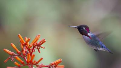 burung kolibri madu (mellisuga helenae)