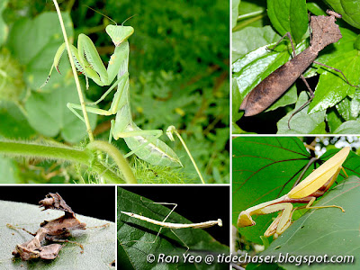 Mantises (Order Mantodea)