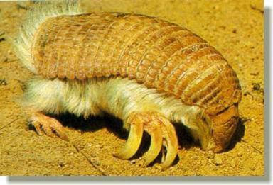 animales-raros-armadillo-rosado