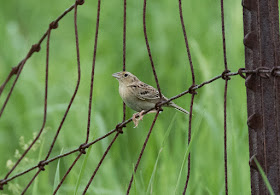 Grasshopper Sparrow - Sharonville SGA, Michigan, USA