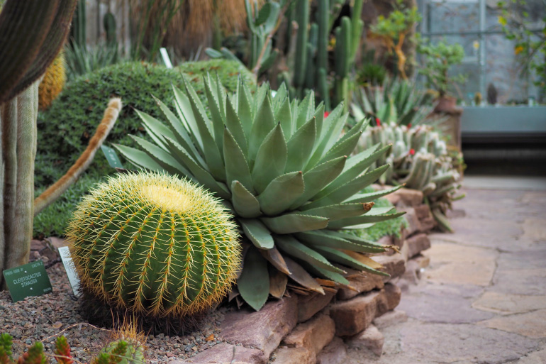 Visiter le jardin botanique, Botanisk Have, à Copenhague