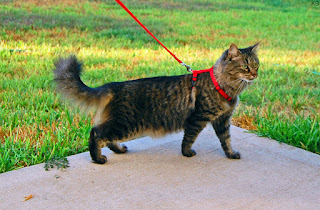 Kucing Domestik Berbulu Panjang